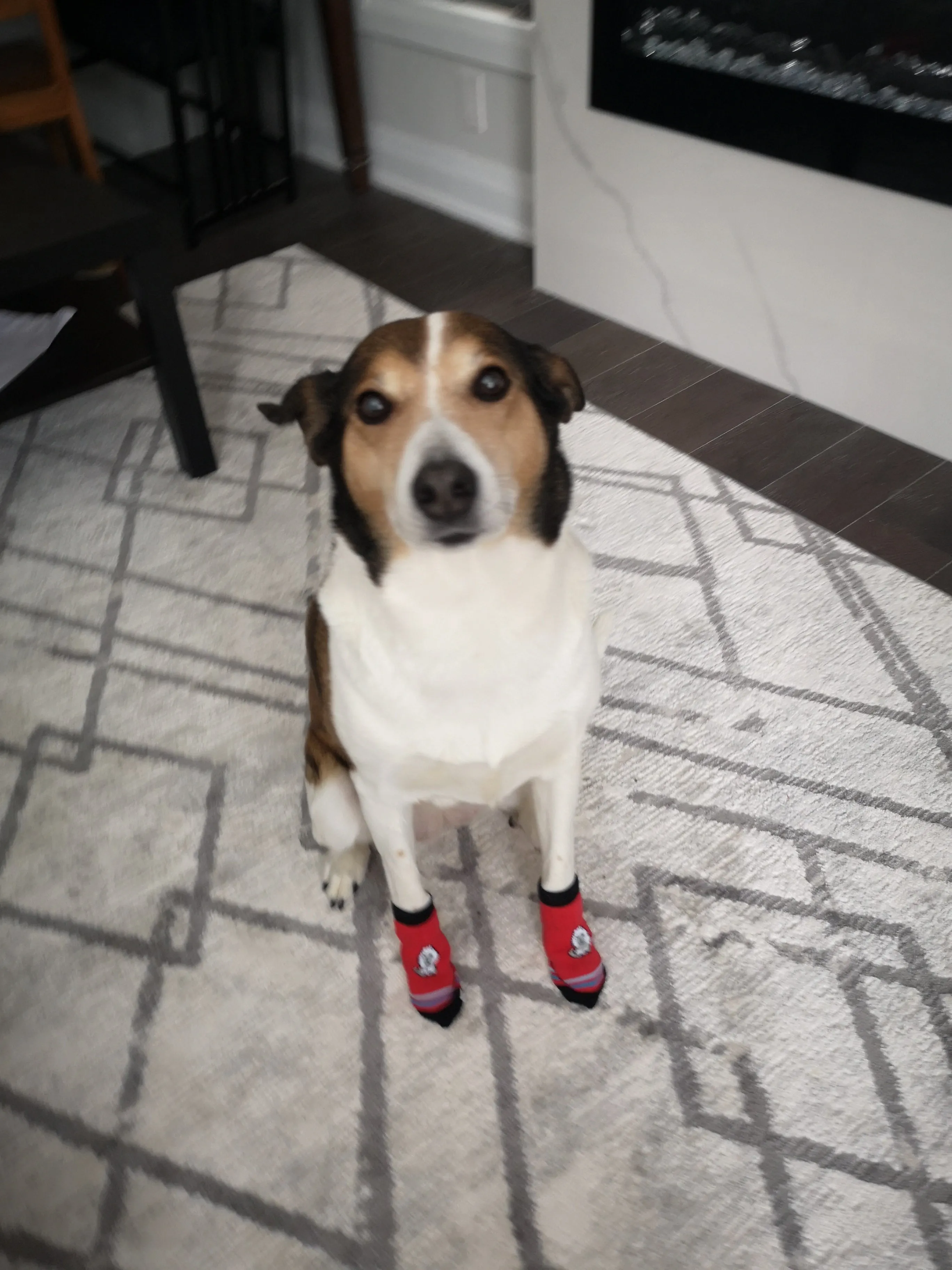 A99 LPS 4 Pcs Anti-Slip Pet Dog Cat Long Socks / Paw Protector / Traction Control for Indoor Wear, Knitted Pet Dog Cat Socks