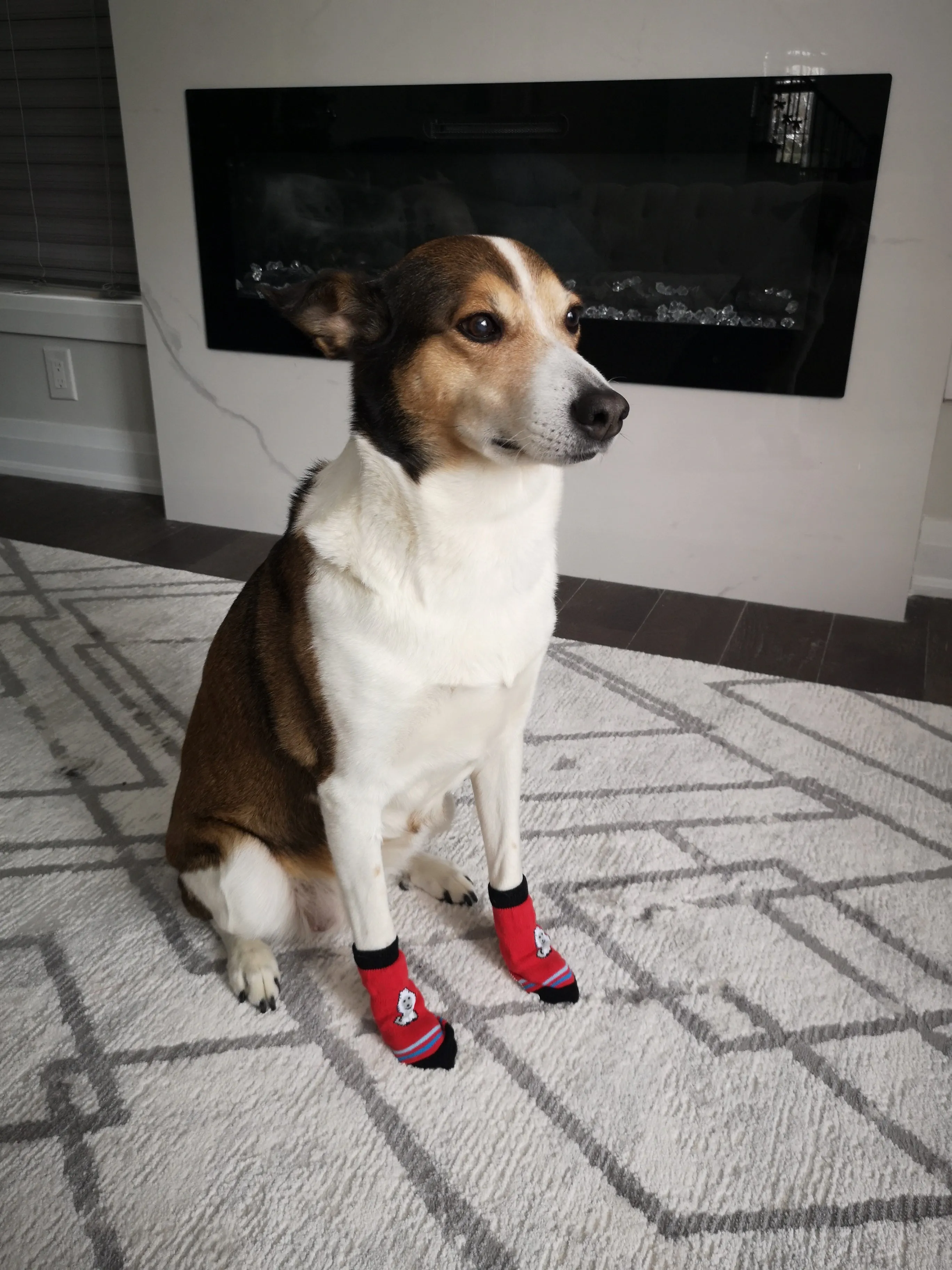 A99 LPS 4 Pcs Anti-Slip Pet Dog Cat Long Socks / Paw Protector / Traction Control for Indoor Wear, Knitted Pet Dog Cat Socks