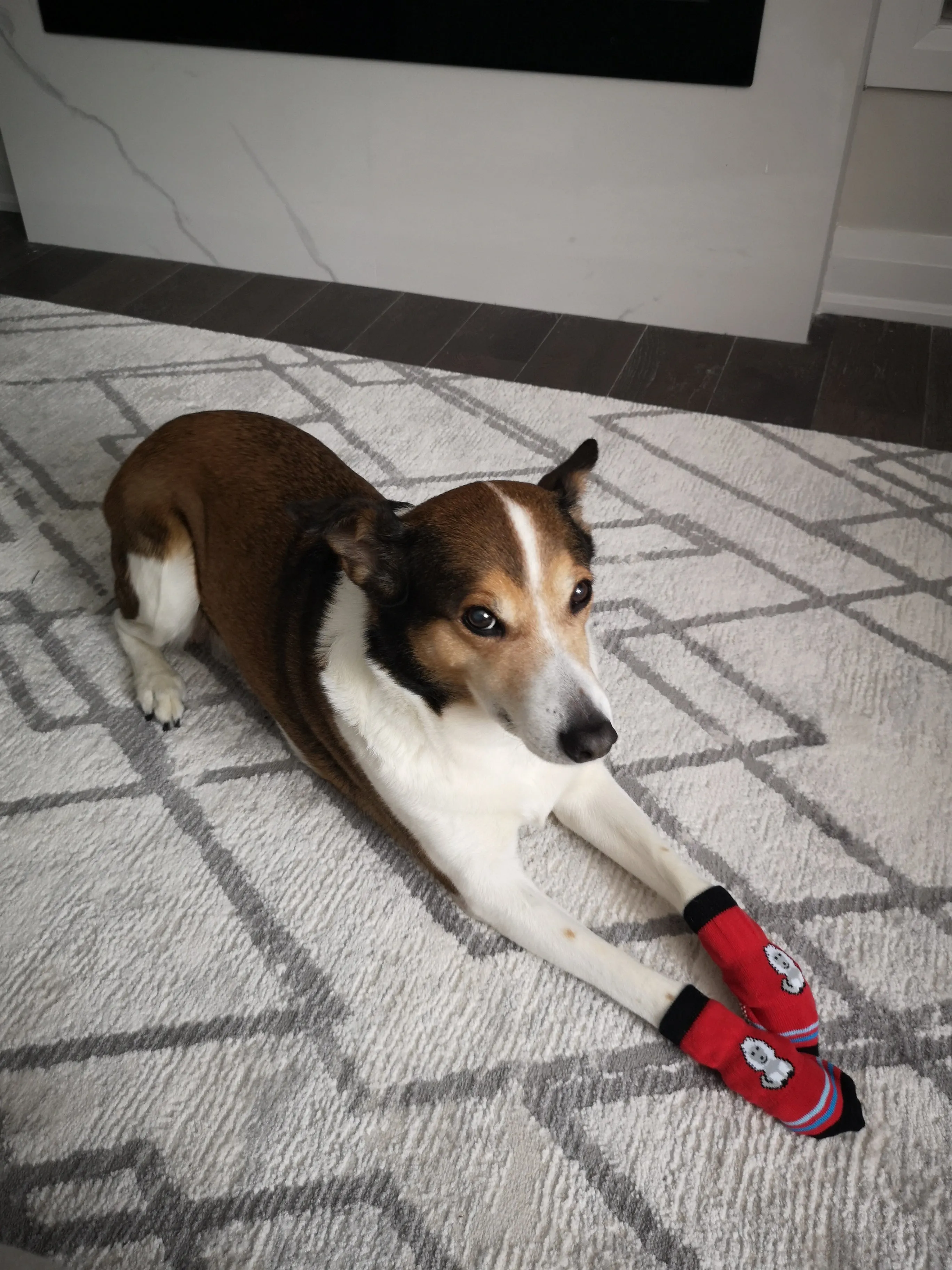 A99 LPS 4 Pcs Anti-Slip Pet Dog Cat Long Socks / Paw Protector / Traction Control for Indoor Wear, Knitted Pet Dog Cat Socks