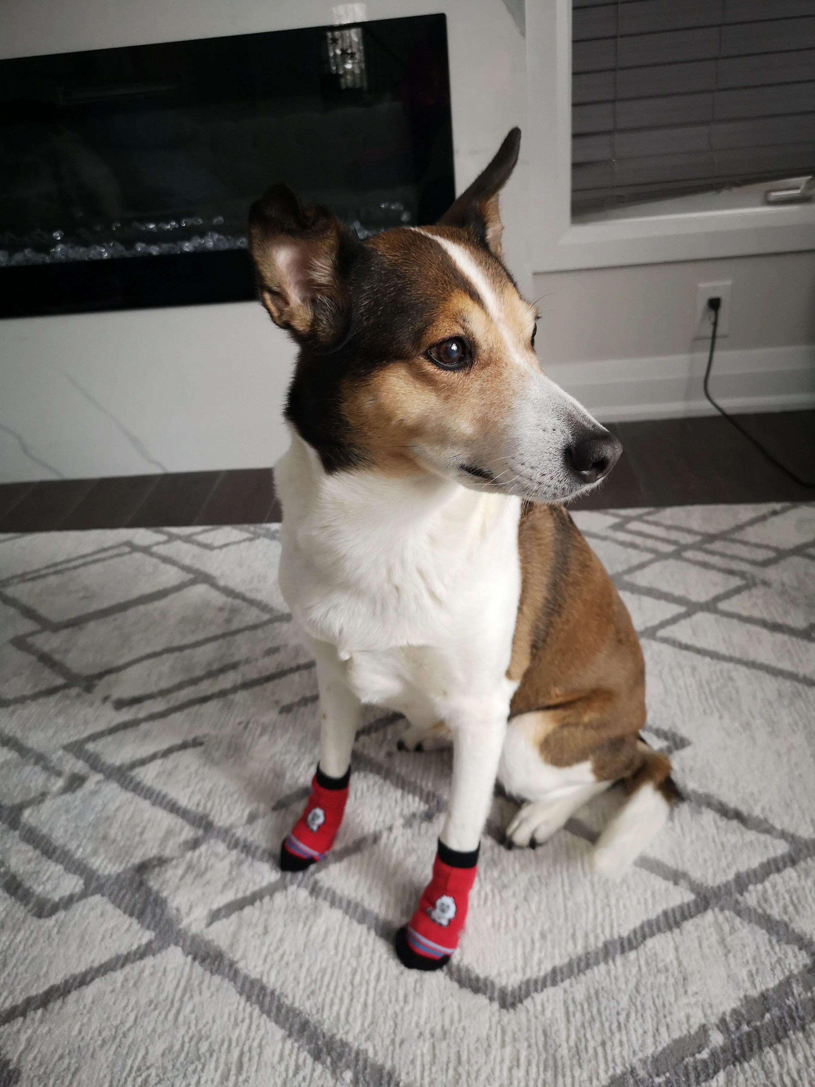 A99 LPS 4 Pcs Anti-Slip Pet Dog Cat Long Socks / Paw Protector / Traction Control for Indoor Wear, Knitted Pet Dog Cat Socks