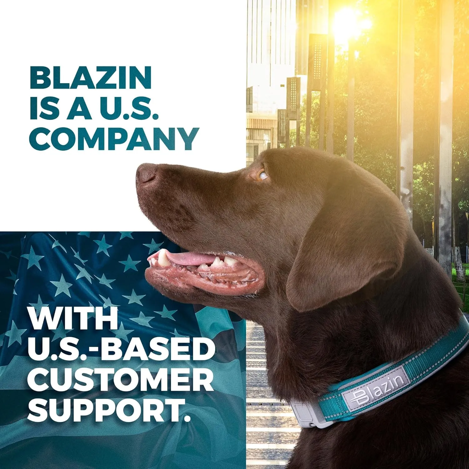 BLAZIN Reflective Dog Collar O-Ring Closure Design for Sensitive Dogs - Soft Neoprene Padding O So Comfy' Dog Collars - Waterproof (Medium, Orange)
