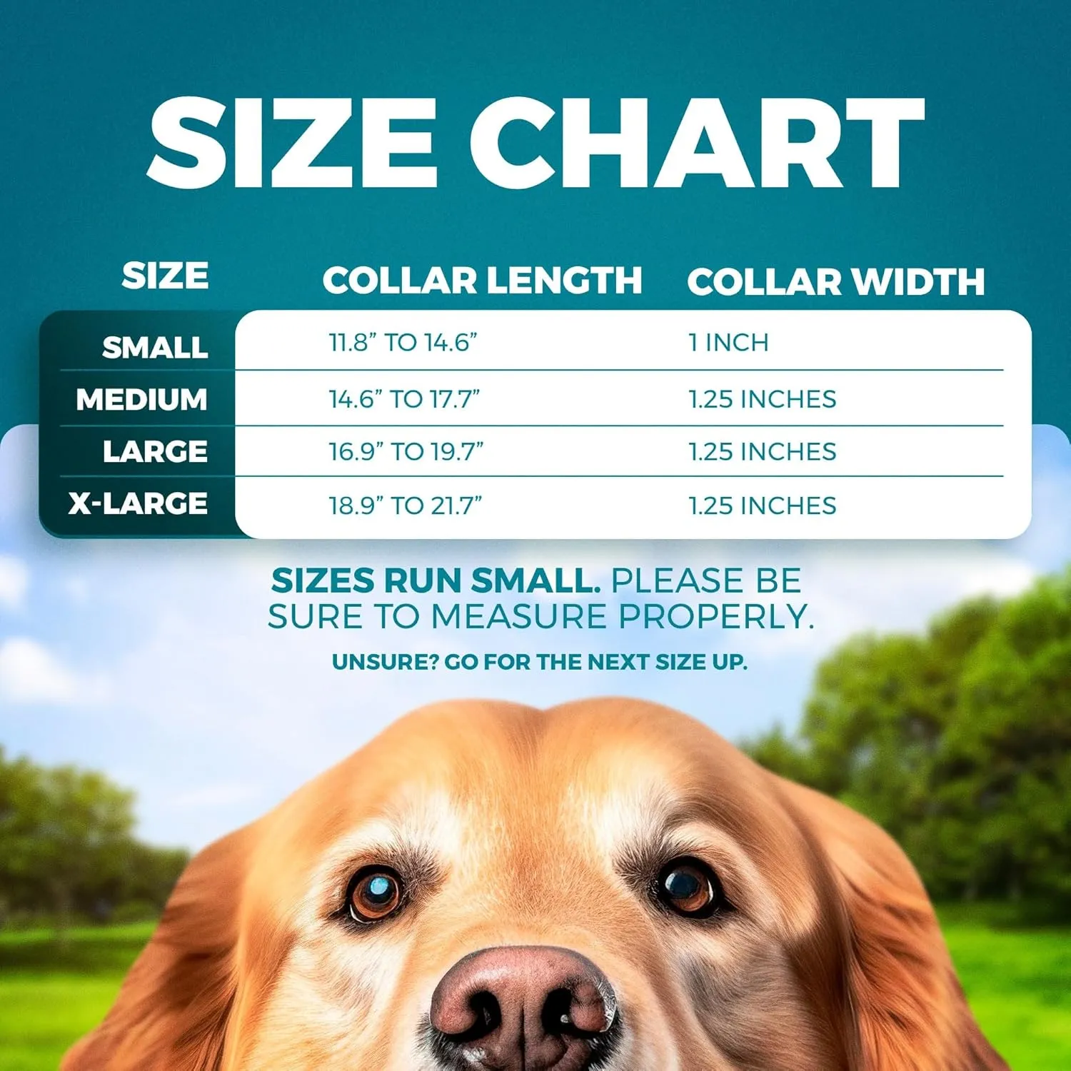 BLAZIN Reflective Dog Collar O-Ring Closure Design for Sensitive Dogs - Soft Neoprene Padding O So Comfy' Dog Collars - Waterproof (Medium, Orange)