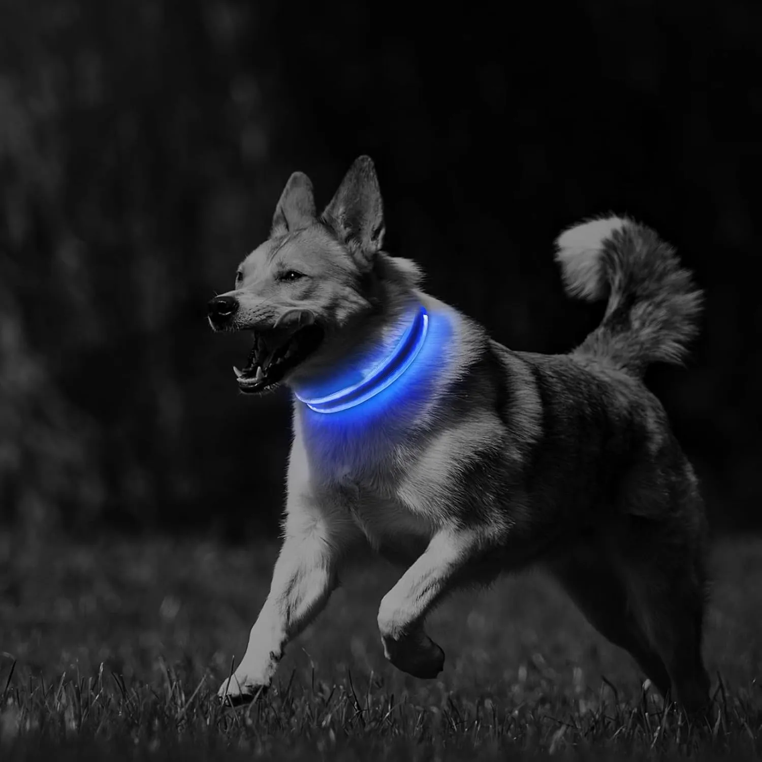 PcEoTllar Light up Dog Collars Rechargeable, LED Dog Collar Night Walking, Waterproof Flashing Glow in The Dark Dog Collars, Adjustable Dog Lights for Large Small Medium Dogs Blue-L