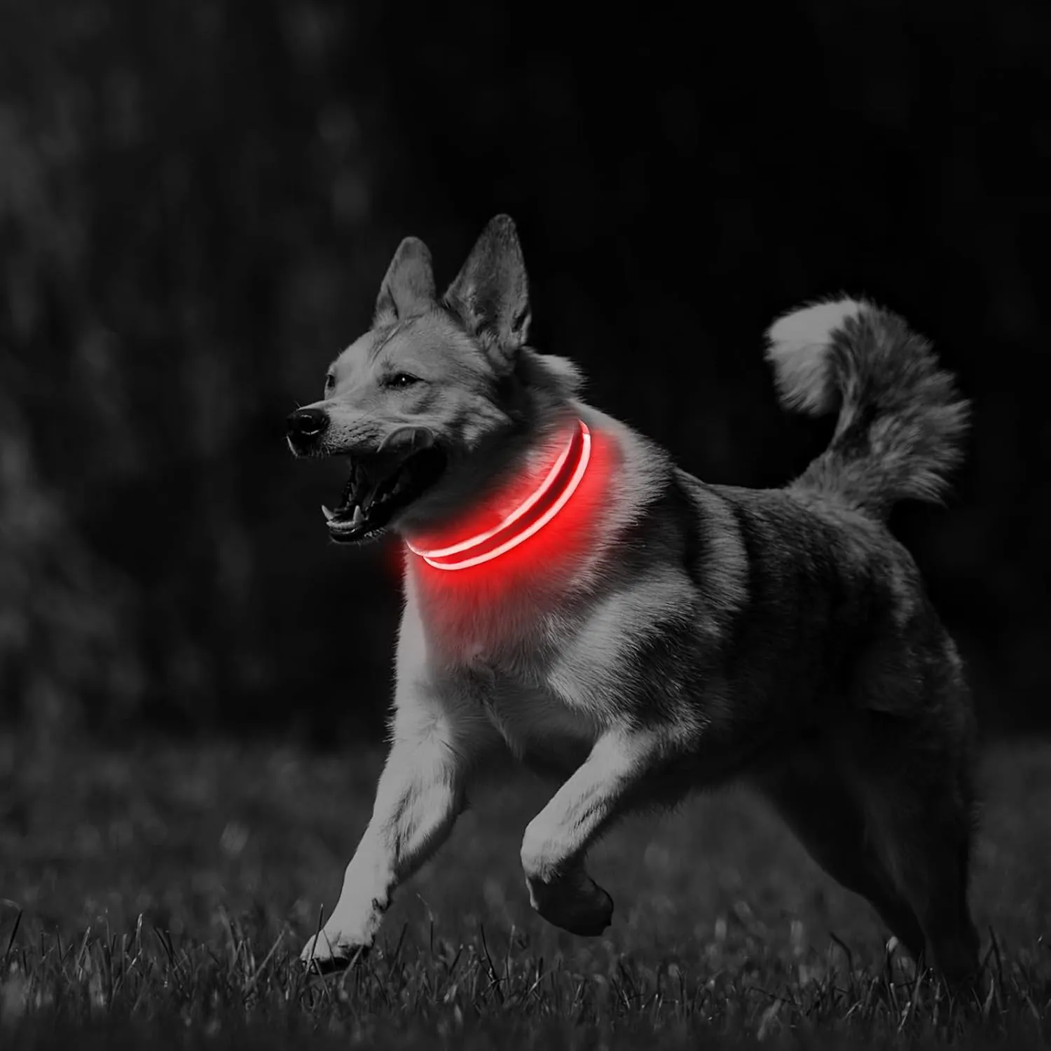 PcEoTllar Light up Dog Collars Rechargeable, LED Dog Collar Night Walking, Waterproof Flashing Glow in The Dark Dog Collars, Adjustable Dog Lights for Large Small Medium Dogs Red-m