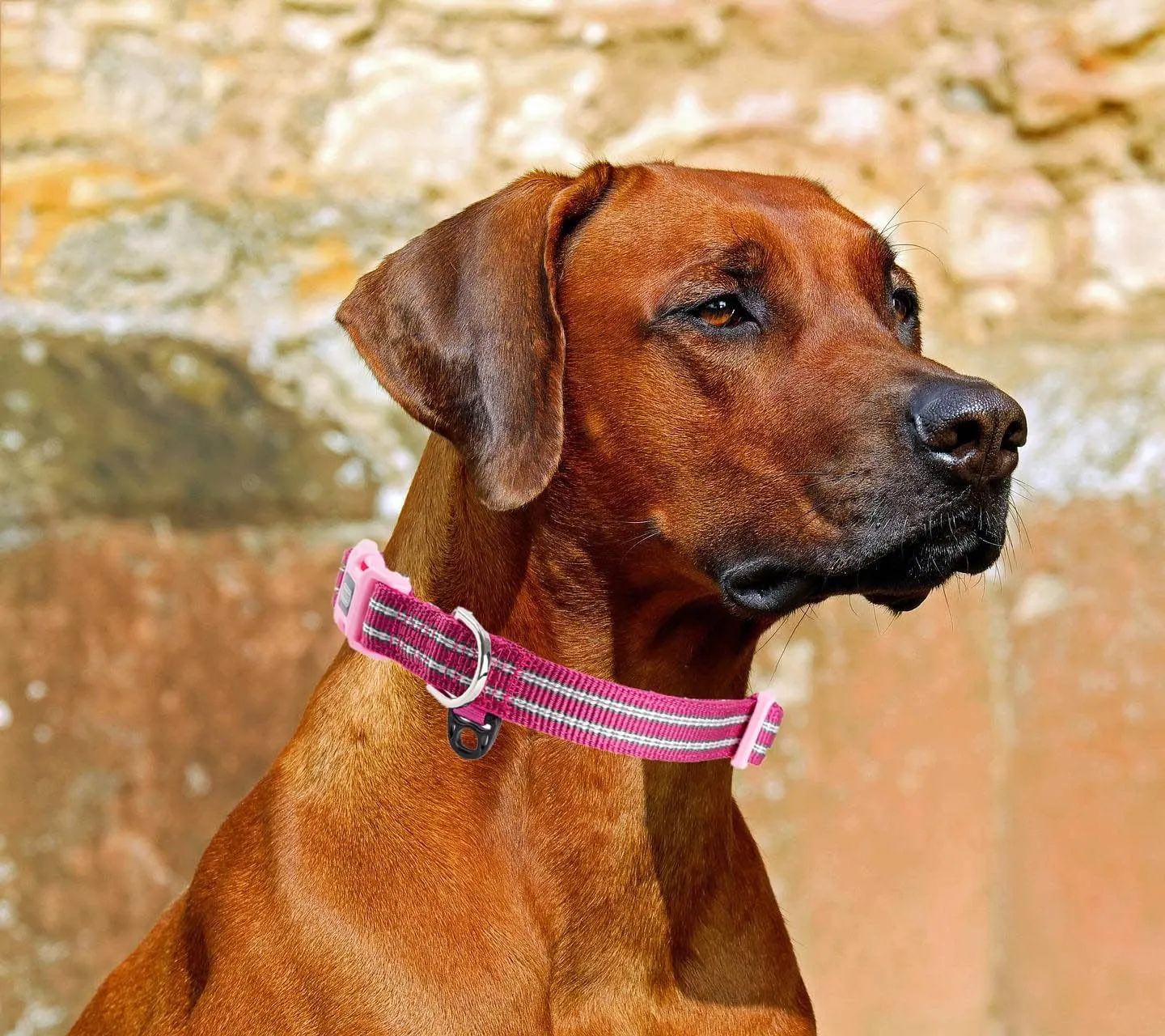 Reflective Dog Collar with Soft Padded, Classic Nylon Dog Collars with Quick Release Buckle and ID Tag Ring, Adjustable Pink Collar for Small Dogs