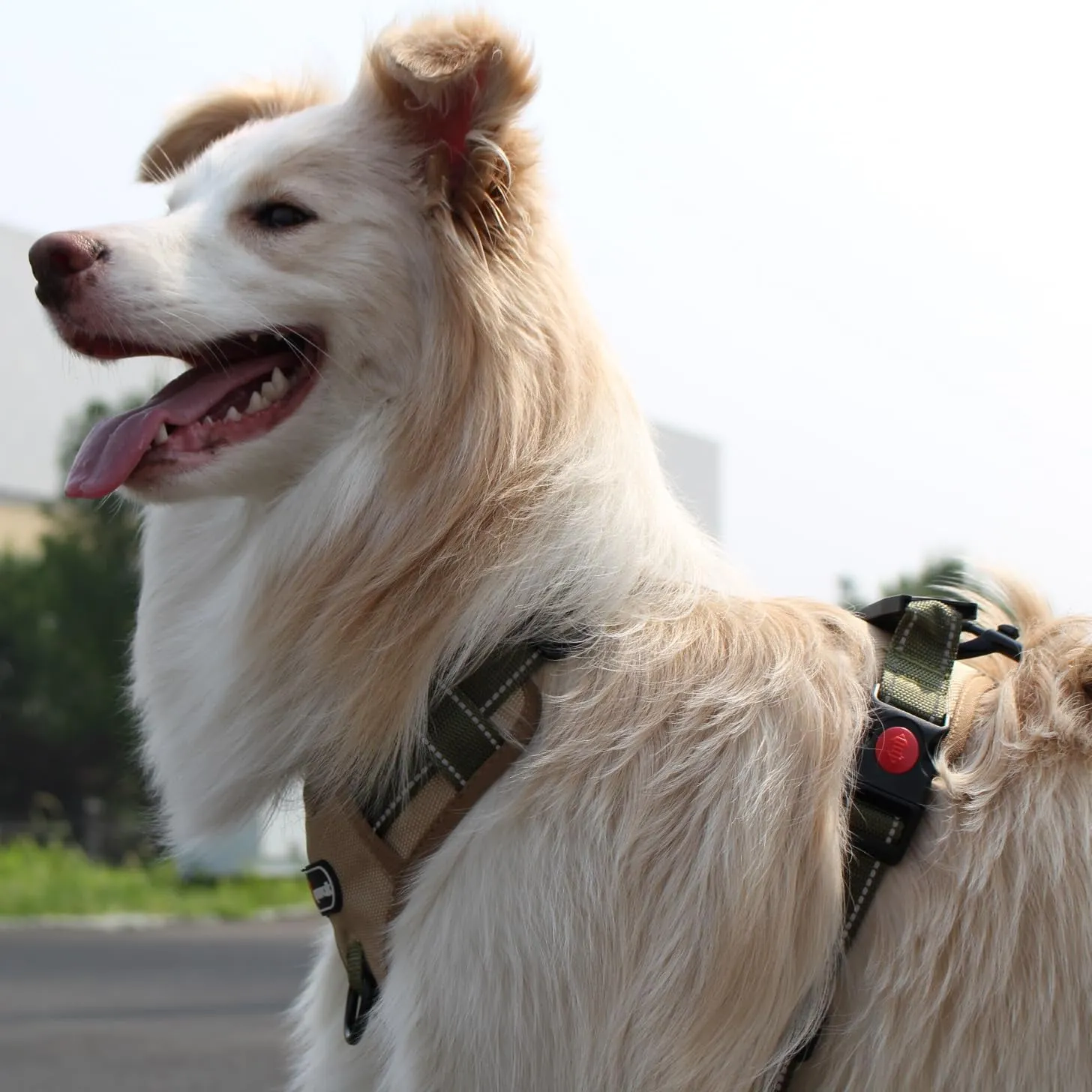 Tactical Dog Harness and Leash Set for Extra Large Dogs, No Pull Heavy Duty Pet Vest Collar with Handle, Reflective Walking Harnesses with Leashes, Anti Escape Chest Collars for Puppy XL